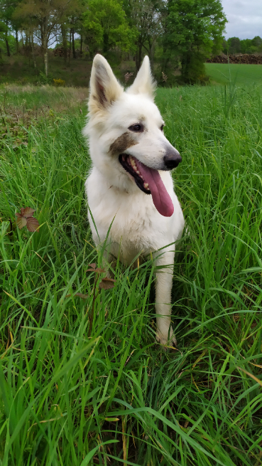 berger-blanc-suisse-femelle