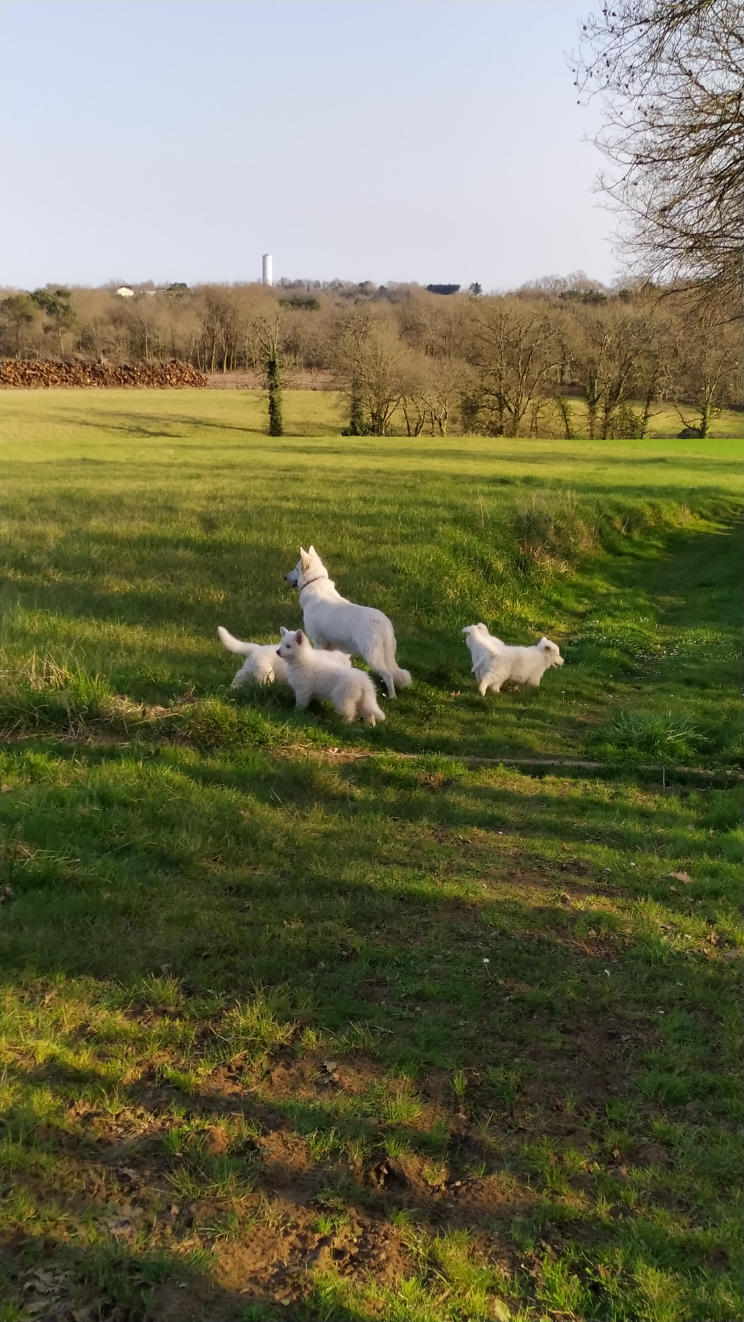 balade-chiots-berger-blanc-suisse