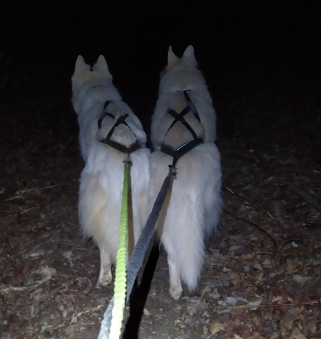 berger-blanc-suisse-balade-nocturne