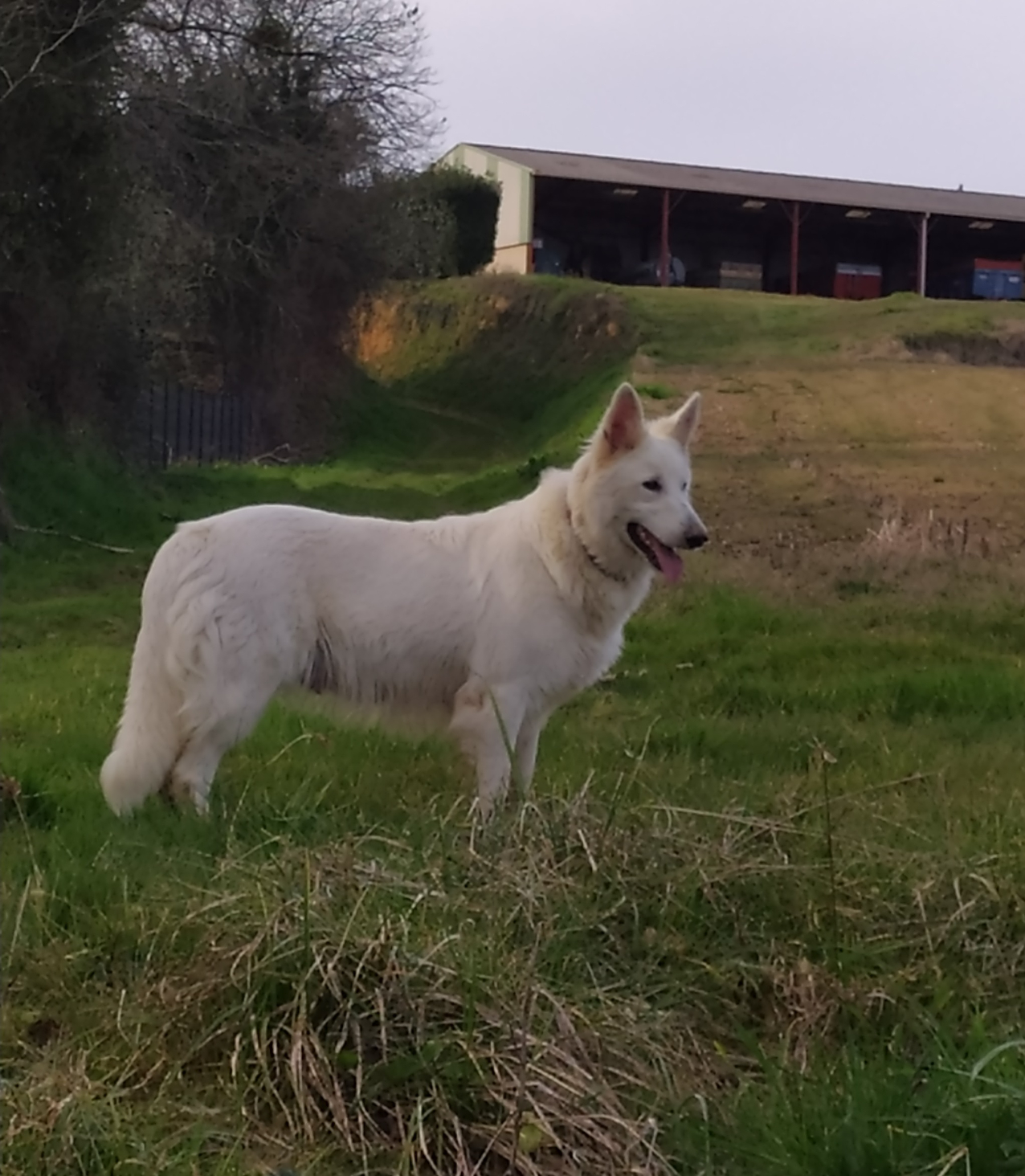 berger-blanc-suisse-femelle