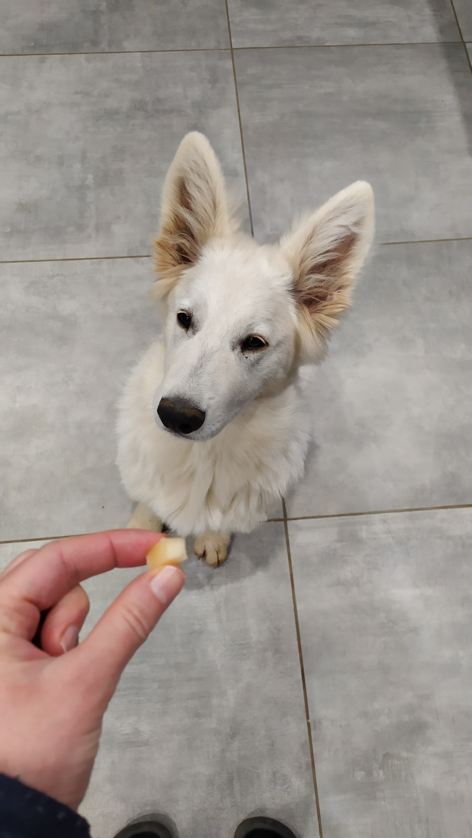dressage-berger-blanc-suisse