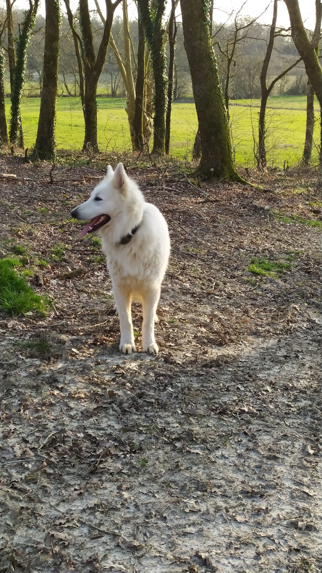 mâle-berger-blanc-suisse